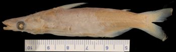 Media type: image;   Ichthyology 27270 Aspect: lateral